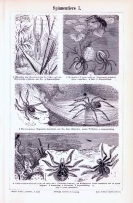 Stiche aus 1893 zeigen verschiedene Spinnentiere.