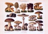 Chromolithographie aus 1893 zeigt verschiedene genießbare Pilzsorten.