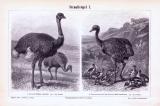 Stiche aus 1893 zeigen 4 Arten von Straußenvögeln in...