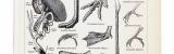 Stich aus 1893 zeigt anatomische Merkmale verschiedener...