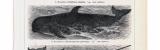 Stiche aus 1893 zeigen verschiedene Arten von Walen in...