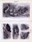 Stiche aus 1893 zeigen verschiedene Arten von Watvögeln in natürlicher Szenerie.