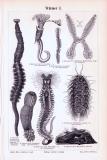 Stiche aus 1893 zeigen verschiedene Arten von Würmern.