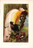 Chromolithographie aus 1890 zeigt Paradiesvögel in...