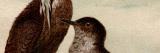 Chromolithographie aus 1890 zeigt zwei Helmkolibris in...