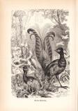 Stich aus 1890 zeigt einen Leierschwanz in natürlicher...