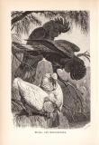 Stich aus 1890 zeigt einen Nasenkakadu und einen Rabenkakadu in natürlicher Umgebung.