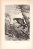 Stich aus 1890 zeigt ein Birkhuhn in natürlicher...