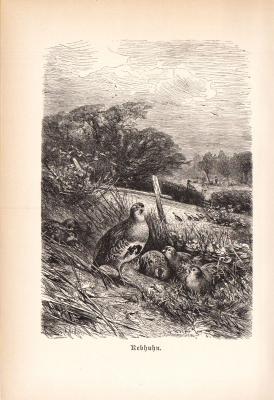 Stich aus 1890 zeigt Rebhühner in natürlicher Umgebung.