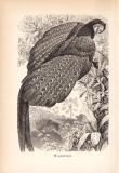 Stich aus 1890 zeigt einen Argusfasan in natürlicher Umgebung.
