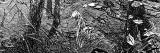 Stich aus 1890 zeigt eine Waldschnepfe in natürlicher...