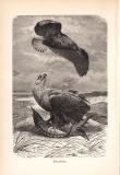 Stich aus 1890 zeigt einen Seeadler in natürlicher Umgebung.
