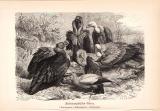 Stich aus 1890 zeigt Südeuropäische Geier in natürlicher...