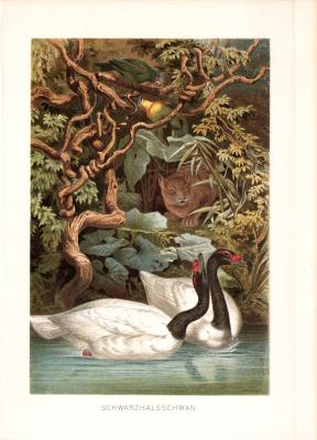 Chromolithographie aus 1890 zeigt Schwarzhalsschwäne in natürlicher Umgebung.