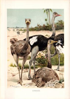 Chromolithographie aus 1890 zeigt Straußenvögel in natürlicher Umgebung.