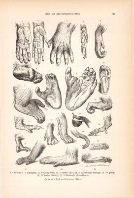 Hand und Fu&szlig; verschiedener Affen Stich ca. 1890 Original der Zeit
