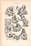 Stich aus dem Jahr 1890 zeigt verschiedene Körperhaltungen des Grorillas.