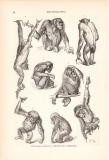 Stich aus dem Jahr 1890 zeigt verschiedene Körperhaltungen des Schimpansen.