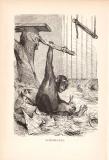 Stich aus dem Jahr 1890 zeigt einen Schimpansen in...