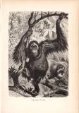 Stich aus dem Jahr 1890 zeigt Orang-Utane im Wald.