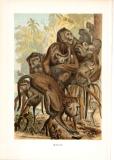 Chromolithographie aus dem Jahr 1890 zeigt eine Gruppe Makaken.