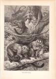 Stich aus dem Jahr 1890 zeigt Nachtaffen im Dschungel.