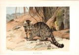 Chromolithographie aus dem Jahr 1890 zeigt eine Wildkatze mit geschlagener Beute im Maul.