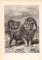 Stich aus dem Jahr 1890 zeigt männlichen und weiblichen Löwen in freier Wildbahn.