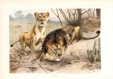 Chromolithographie aus dem Jahr 1890 zeigt Löwen und Löwin in freier Wildbahn.