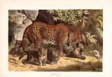 Chromolithographie aus dem Jahr 1890 zeigt Pantherweibchen mit ihren Jungen im Dschungel.