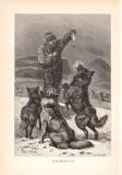Stich aus dem Jahr 1890 zeigt Eskimohunde in freier...