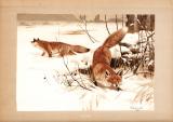Farbdruck aus dem Jahr 1890 zeigt zwei Füchse in einer Schneelandschaft.