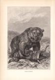 Stich aus dem Jahr 1890 zeigt einen Grislibären in freier Wildbahn beim Beute schlagen.