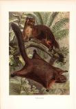 Chromolithographie aus dem Jahr 1890 zeigt zwei Taguane in freier Wildbahn.