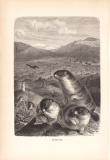 Stich aus dem Jahr 1890 zeigt Bobaks Steppenmurmeltiere...