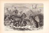 Stich aus dem Jahr 1890 zeigt eine Gruppe Maras in freier...