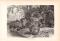 Stich aus dem Jahr 1890 zeigt eine Gruppe Wasserschweine in freier Wildbahn.