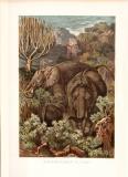 Chromolithographie aus dem Jahr 1890 zeigt afrikanische Elefanten in freier Wildbahn.