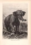 Stich aus dem Jahr 1890 zeigt Indische Elefanten in...