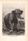 Stich aus dem Jahr 1890 zeigt Indische Elefanten in freier Wildbahn.
