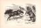 Stich aus dem Jahr 1890 zeigt eine Gruppe Shetland-Pony in freier Wildbahn.