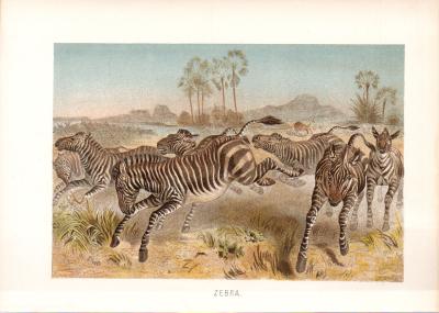 Zebra Chromolithographie ca. 1890 Original der Zeit