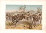 Stich aus dem Jahr 1890 zeigt eine Gruppe Zebras in freier Wildbahn auf der Flucht vor einem Löwen.