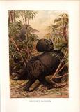 Chromolithographie aus dem Jahr 1890 zeigt zwei Indische Nashörner in freier Wildbahn.