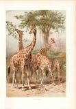 Chromolithographie aus dem Jahr 1890 zeigt eine Gruppe Giraffen in freier Wildbahn.