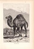 Stich aus dem Jahr 1890 zeigt ein Dromedar in einer Wüstenlandschaft.