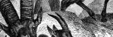 Stich aus dem Jahr 1890 zeigt eine Gruppe Alpensteinböcke...