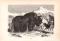 Stich aus dem Jahr 1890 zeigt eine Gruppe Jak in freier Wildbahn.