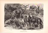 Stich aus dem Jahr 1890 zeigt vier Arten von Kuhantilopen in freier Wildbahn: Tora, Buntbock, Bläßbock und Senegalantilope.
