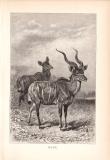 Stich aus dem Jahr 1890 zeigt zwei Kudu in freier Wildbahn.